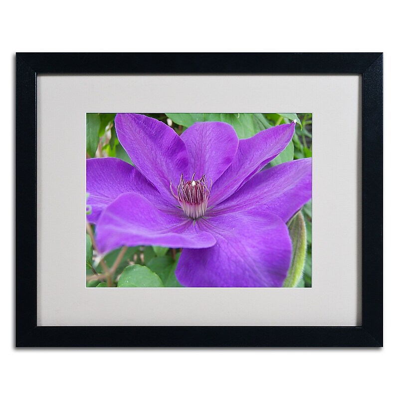 Trademark Monica Fleet "Purple Flower" Art, White Matte W/Black Frame, 16" x 20" image 1