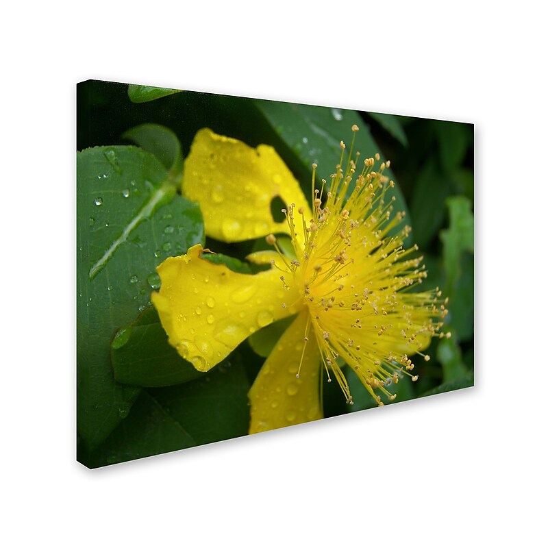 Trademark Monica Fleet "Mana" Gallery-Wrapped Canvas Art, 35" x 47" image 1