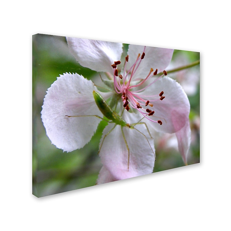 Trademark Monica Fleet "Natural Haven" Gallery-Wrapped Canvas Art, 35" x 47" image 1