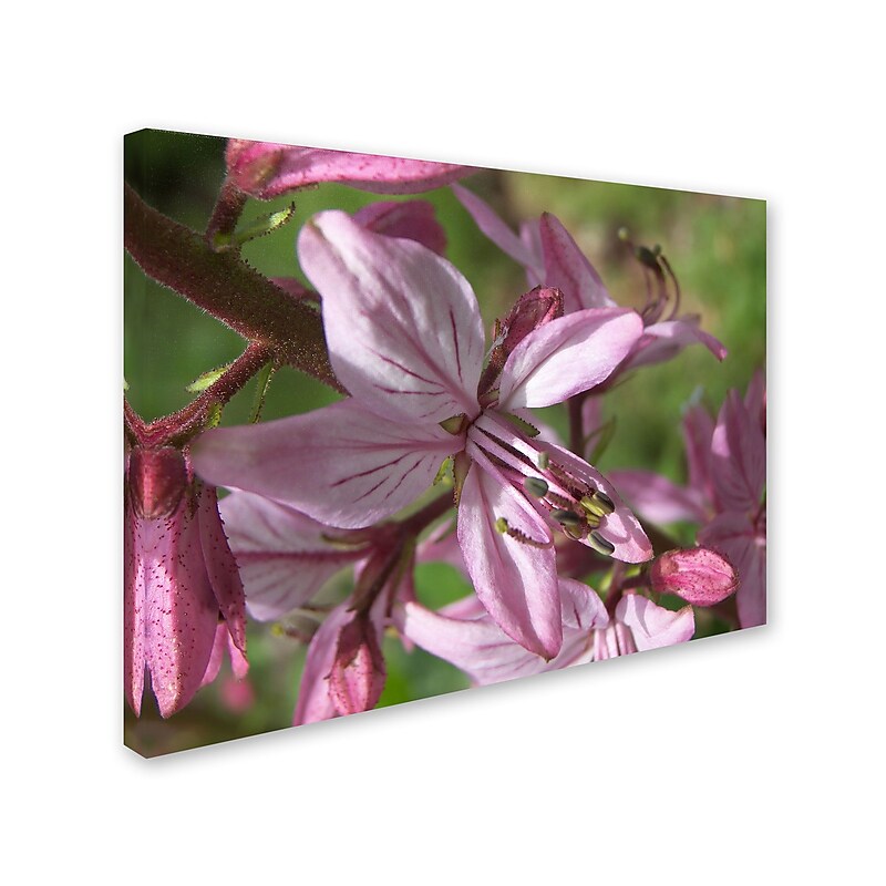 Trademark Monica Fleet "Refined Grace" Gallery-Wrapped Canvas Art, 24" x 32" image 1