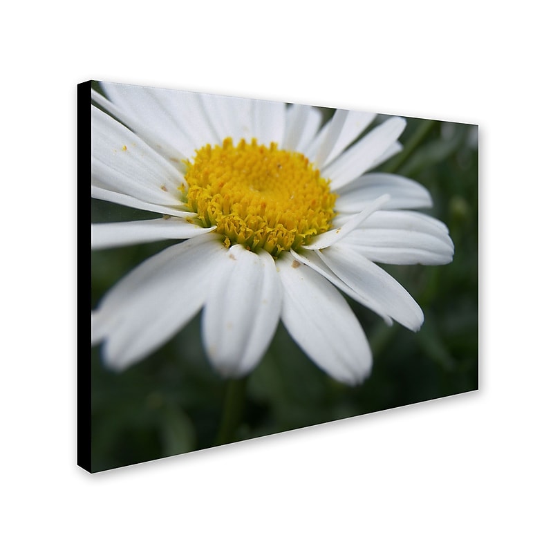 Trademark Monica Fleet "Simplistic" Gallery-Wrapped Canvas Art, 35" x 47" image 1