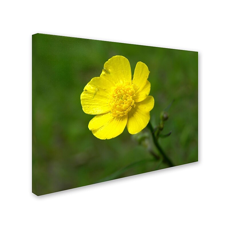 Trademark Monica Fleet "Unadorned" Gallery-Wrapped Canvas Art, 14" x 19" image 1