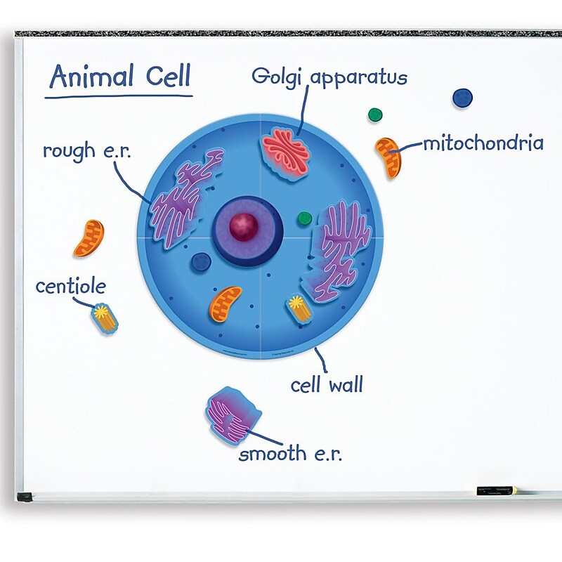 Learning Resources Giant Magnetic Animal Cell image 1