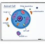Learning Resources Giant Magnetic Animal Cell, 12/Set (LER6039) ~#|#~m001376340_sc7