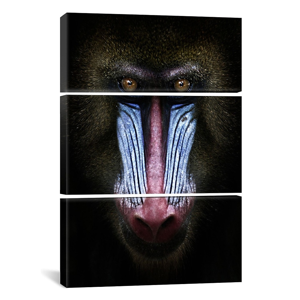 iCanvas SD Smart Mandrill 3 Piece Photographic Print on Wrapped Canvas; 60 H x 40 W x 1.5 D