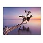 Trademark Moises Levy "Water Tree XV" Gallery-Wrapped Canvas Art, 14" x 19"~#|#~m001694601_sc7