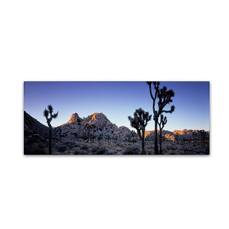 Trademark David Evans "Joshua Tree-NP" Gallery-Wrapped Canvas Art, 8" x 24" image 1