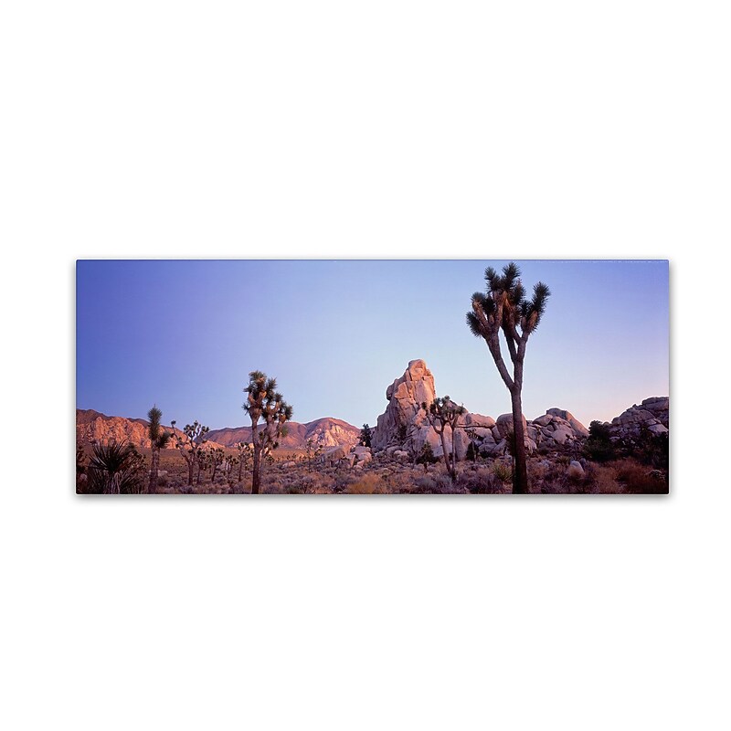Trademark David Evans "Mojave Glow-Joshua Tree NP" Gallery-Wrapped Canvas Art, 10" x 32" image 1