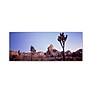 Trademark David Evans "Mojave Glow-Joshua Tree NP" Gallery-Wrapped Canvas Art, 10" x 32"~#|#~m001697216_sc7