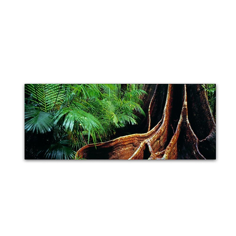Trademark David Evans "Rainforest Fig-Qld" Gallery-Wrapped Canvas Art, 16" x 47" image 1