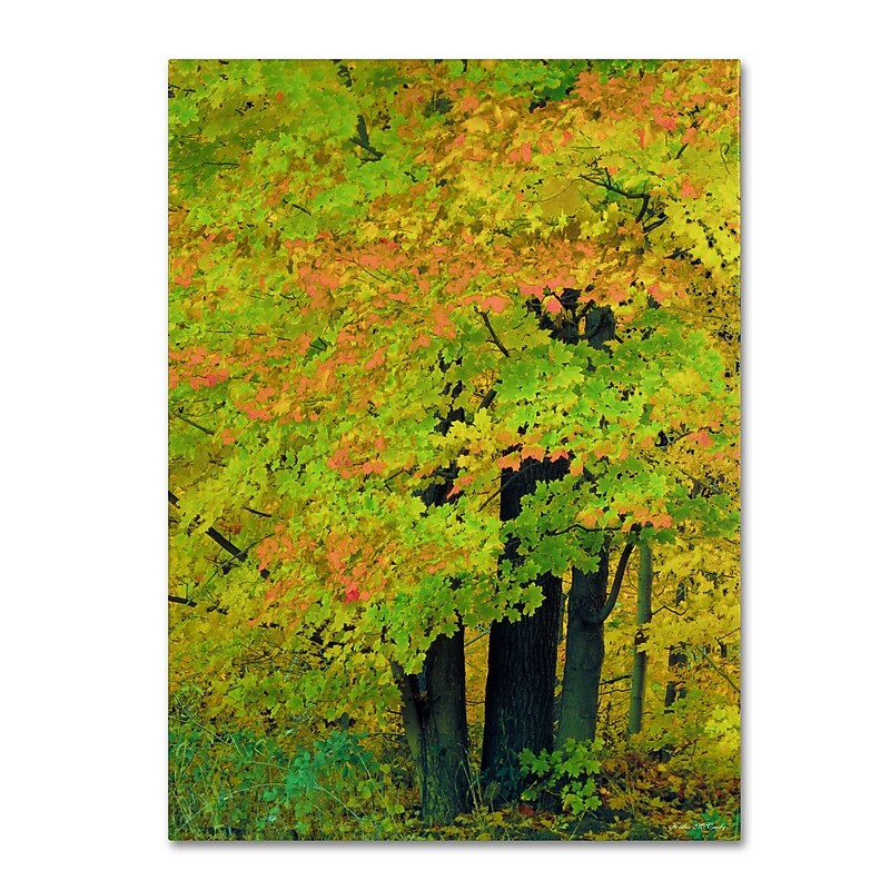 Trademark Kathie McCurdy "Forest Beauty" Gallery-Wrapped Canvas Art, 18" x 24" image 1