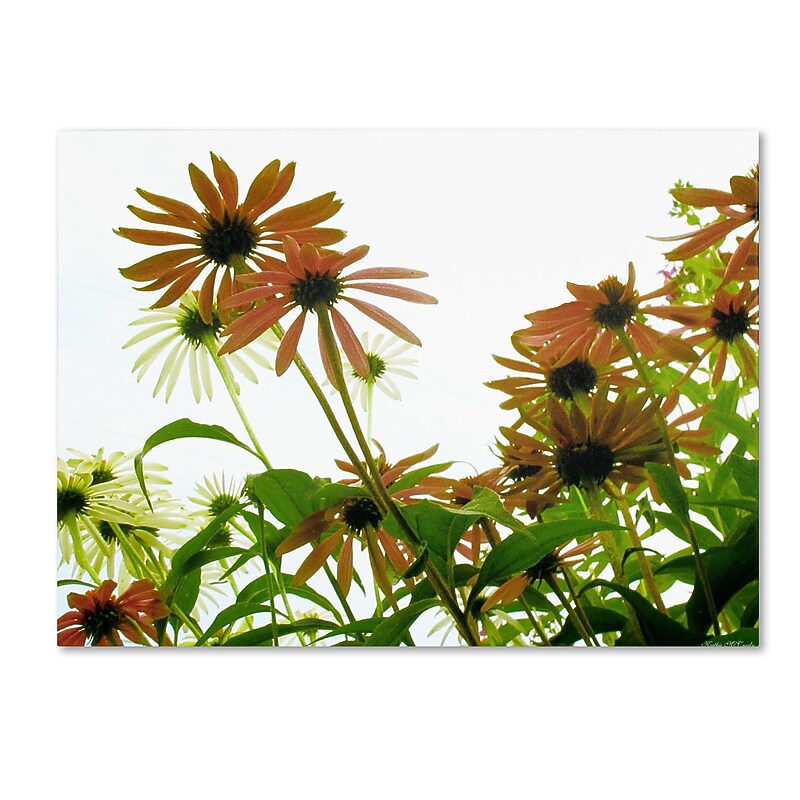 Trademark Kathie McCurdy "Orange Coneflowers" Gallery-Wrapped Canvas Art, 18" x 24" image 1