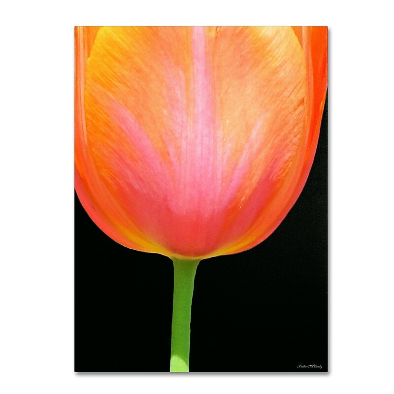 Trademark Kathie McCurdy "Orange Tulip" Gallery-Wrapped Canvas Art, 18" x 24" image 1