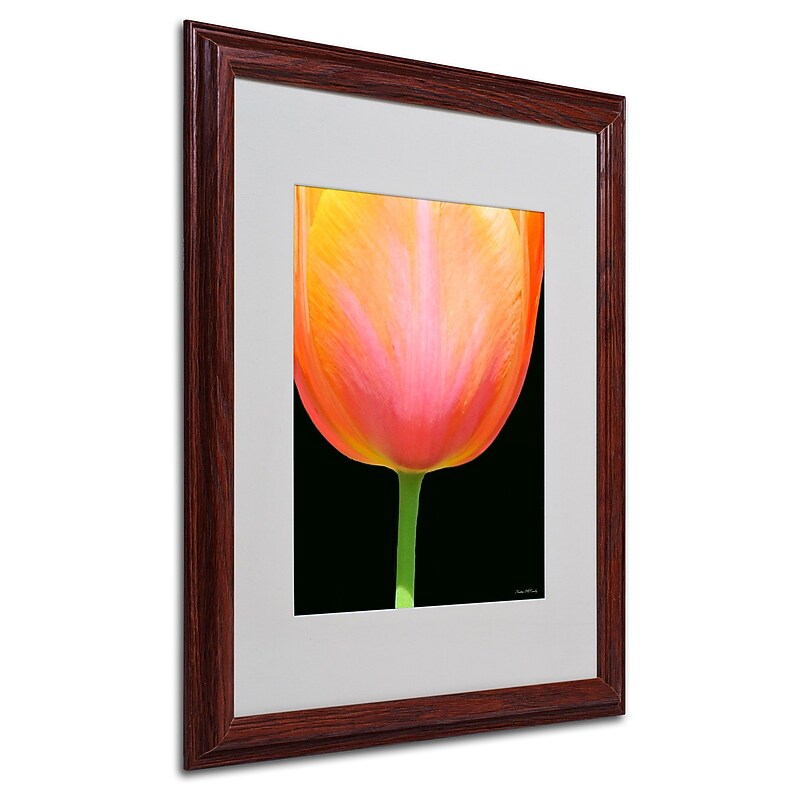 Trademark Kathie McCurdy "Orange Tulip" Art, White Matte With Wood Frame, 16" x 20" image 1