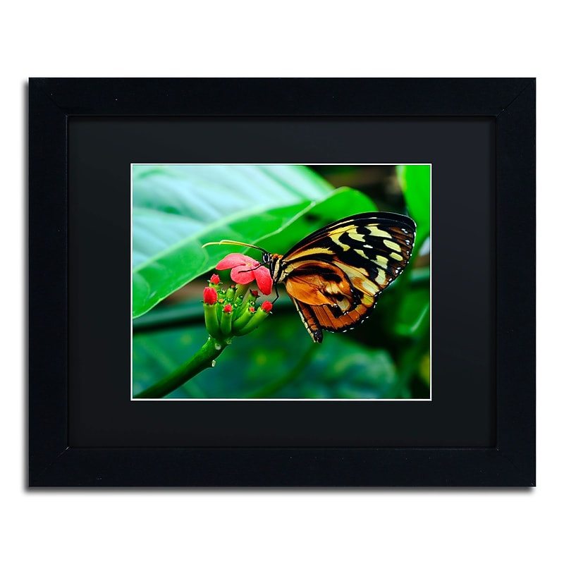 Trademark Kurt Shaffer "Cream Spotted Tigerwing" Art, Black Matte With Black Frame, 11" x 14" image 1