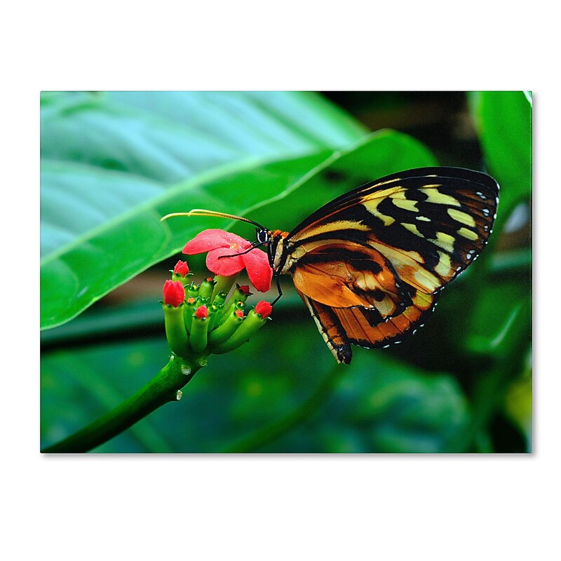 Trademark Kurt Shaffer "Cream Spotted Tigerwing" Gallery-Wrapped Canvas Art, 24" x 32" image 1