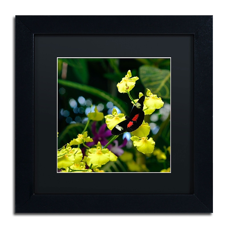 Trademark Kurt Shaffer "Doris Longwing Butterfly on ..." Art, Black Matte W/Black Frame, 11" x 11" image 1
