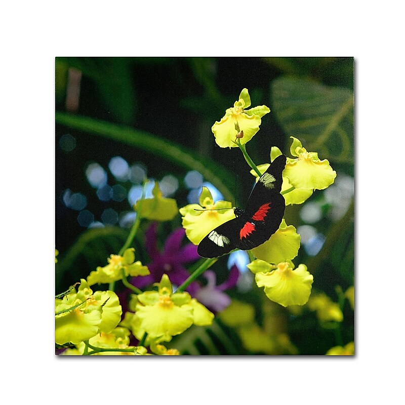 Trademark Kurt Shaffer "Doris Longwing Butterfly on Orchid" Gallery-Wrapped Canvas Art, 24" x 24" image 1