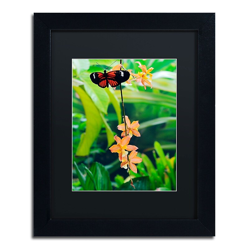 Trademark Kurt Shaffer "Hecale Longwing on Orchid" Art, Black Matte With Black Frame, 11" x 14" image 1