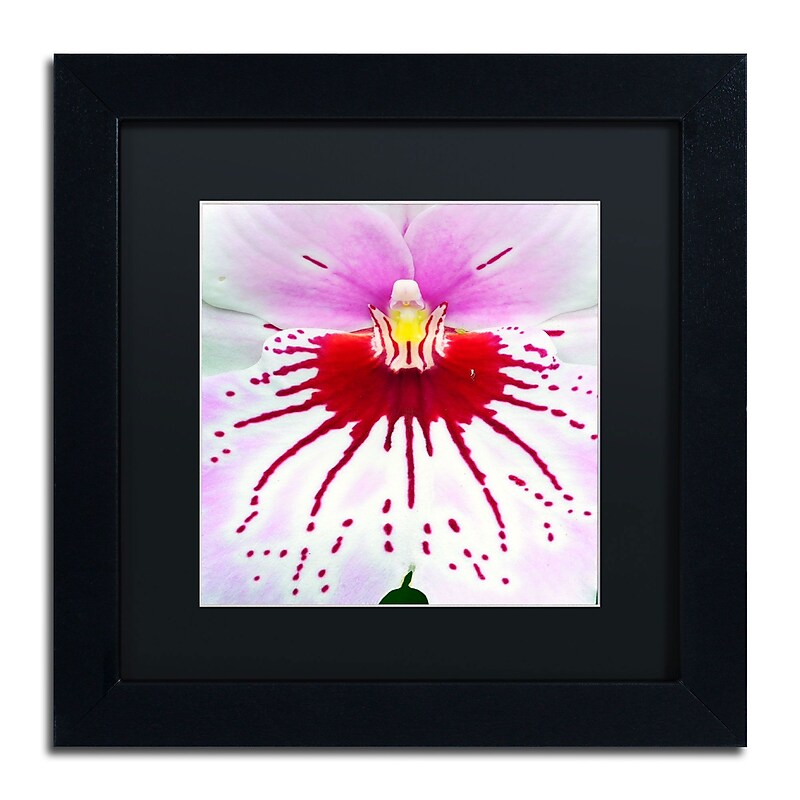 Trademark Kurt Shaffer "Mother Natures Imagination Orchid" Art, Black Matte W/Black Frame, 11" x 11" image 1