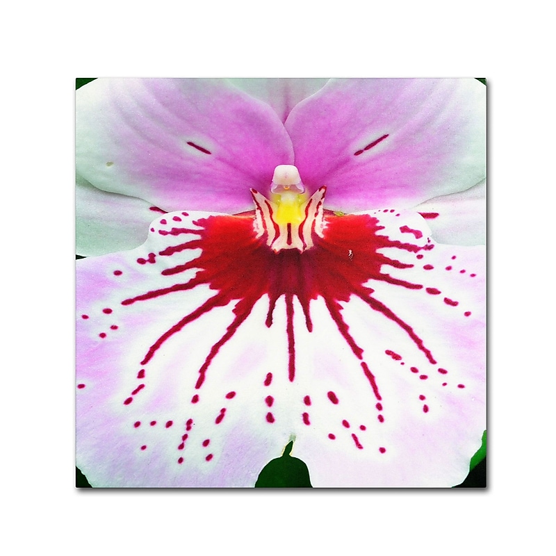 Trademark Kurt Shaffer "Mother Natures Imagination Orchid" Gallery-Wrapped Canvas Art, 14" x 14" image 1