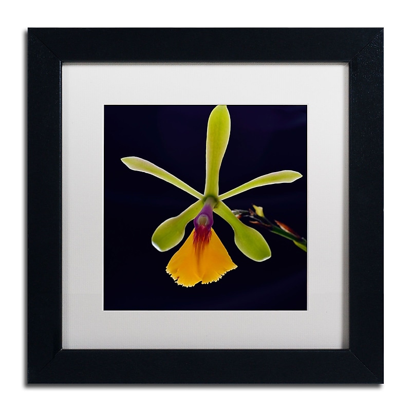 Trademark Kurt Shaffer "Orchid #1" Art, White Matte With Black Frame, 11" x 11" image 1