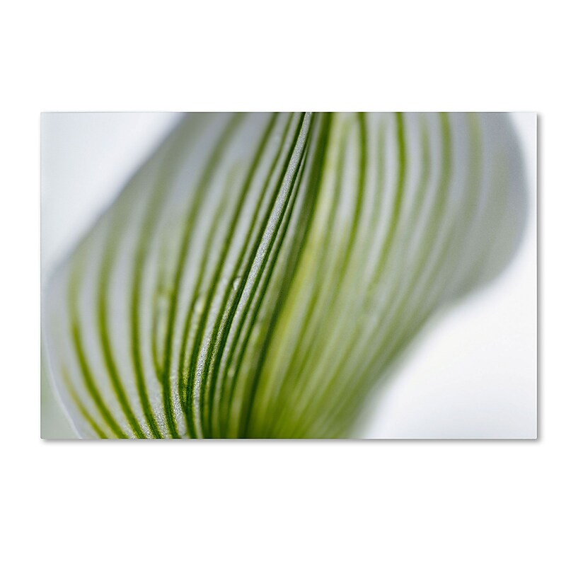 Trademark Kurt Shaffer "Orchid Abstract Blurred Lines" Gallery-Wrapped Canvas Art, 16" x 24" image 1