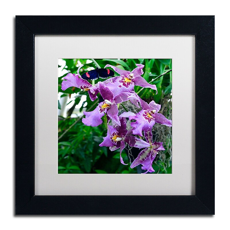 Trademark Kurt Shaffer "Postman Butterfly on Orchid" Art, White Matte With Black Frame, 11" x 11" image 1