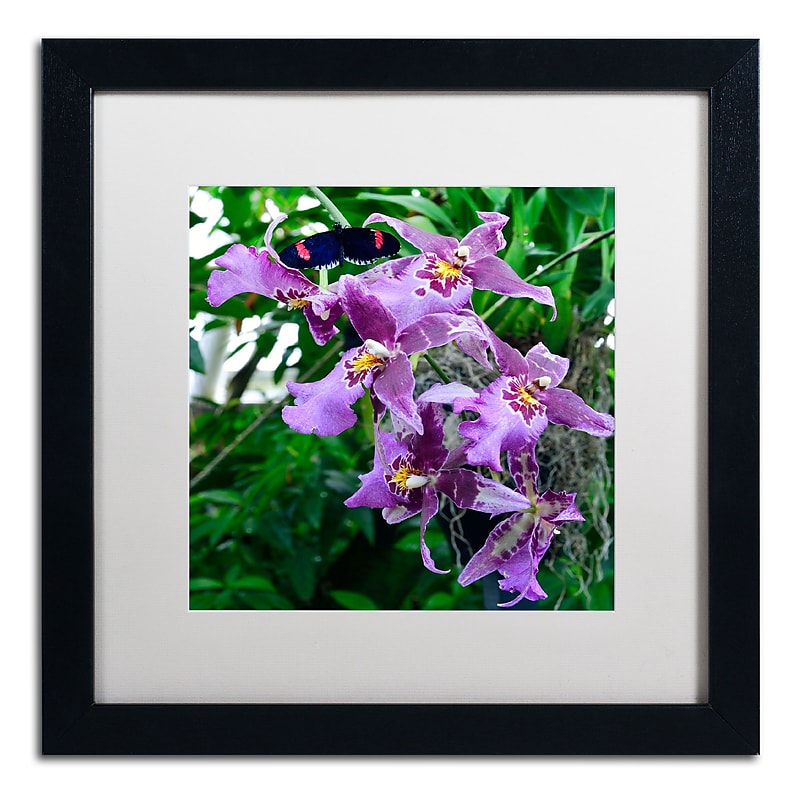 Trademark Kurt Shaffer "Postman Butterfly on Orchid" Art, White Matte With Black Frame, 16" x 16" image 1