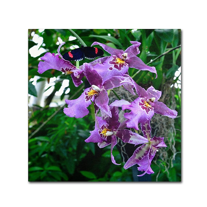 Trademark Kurt Shaffer "Postman Butterfly on Orchid" Gallery-Wrapped Canvas Art, 35" x 35" image 1
