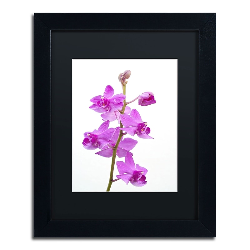 Trademark Kurt Shaffer "Purple Orchids" Art, Black Matte With Black Frame, 11" x 14" image 1
