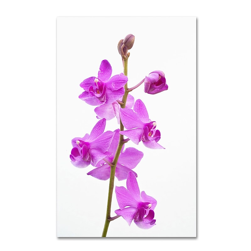 Trademark Kurt Shaffer "Purple Orchids" Gallery-Wrapped Canvas Art, 22" x 32" image 1
