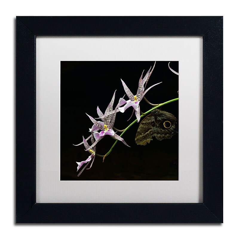 Trademark Kurt Shaffer "Spider Orchid and Owl Eye" Art, White Matte With Black Frame, 11" x 11" image 1