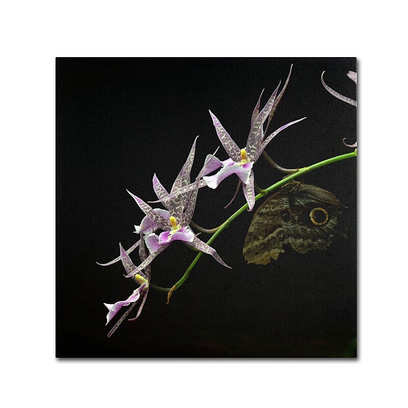 Trademark Kurt Shaffer "Spider Orchid and Owl Eye" Gallery-Wrapped Canvas Art, 14" x 14" image 1