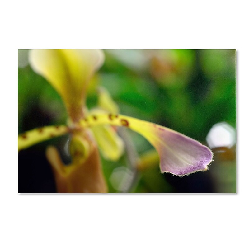 Trademark Kurt Shaffer "To Touch an Orchid" Gallery-Wrapped Canvas Art, 30" x 47" image 1