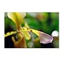 Trademark Kurt Shaffer "To Touch an Orchid" Gallery-Wrapped Canvas Art, 30" x 47"~#|#~m001697871_sc7