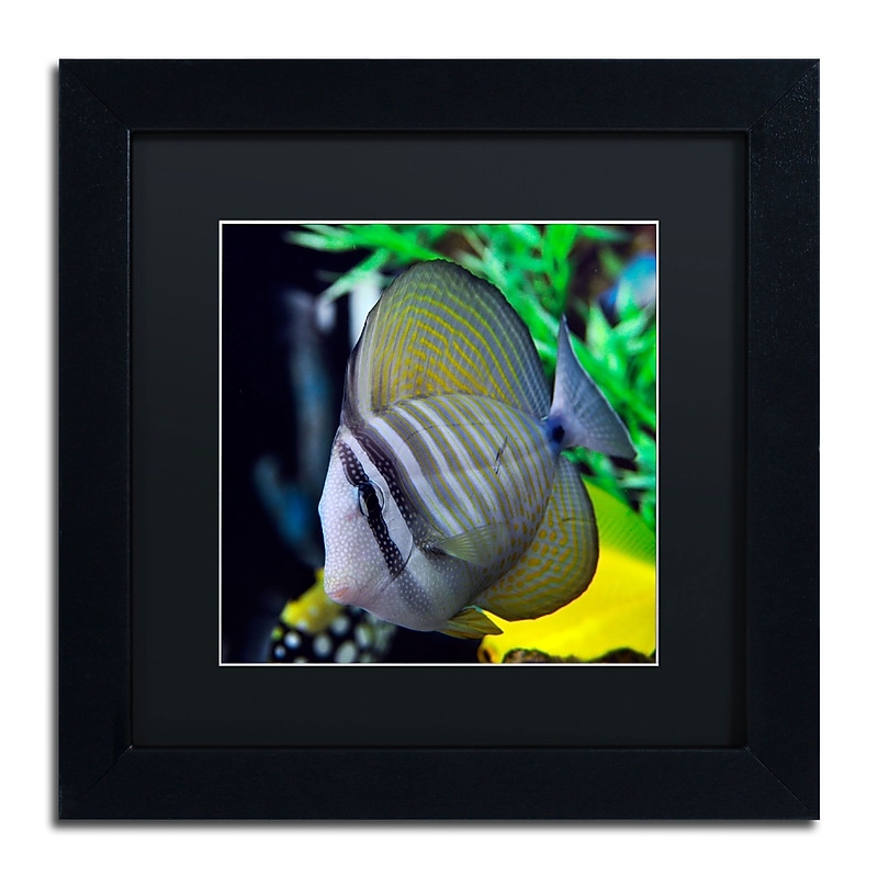 Trademark Kurt Shaffer "Tropical Fish 2" Art, Black Matte With Black Frame, 11" x 11" image 1