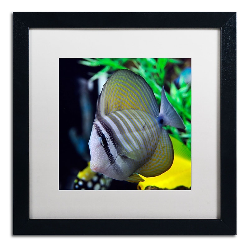 Trademark Kurt Shaffer "Tropical Fish 2" Art, White Matte With Black Frame, 16" x 16" image 1
