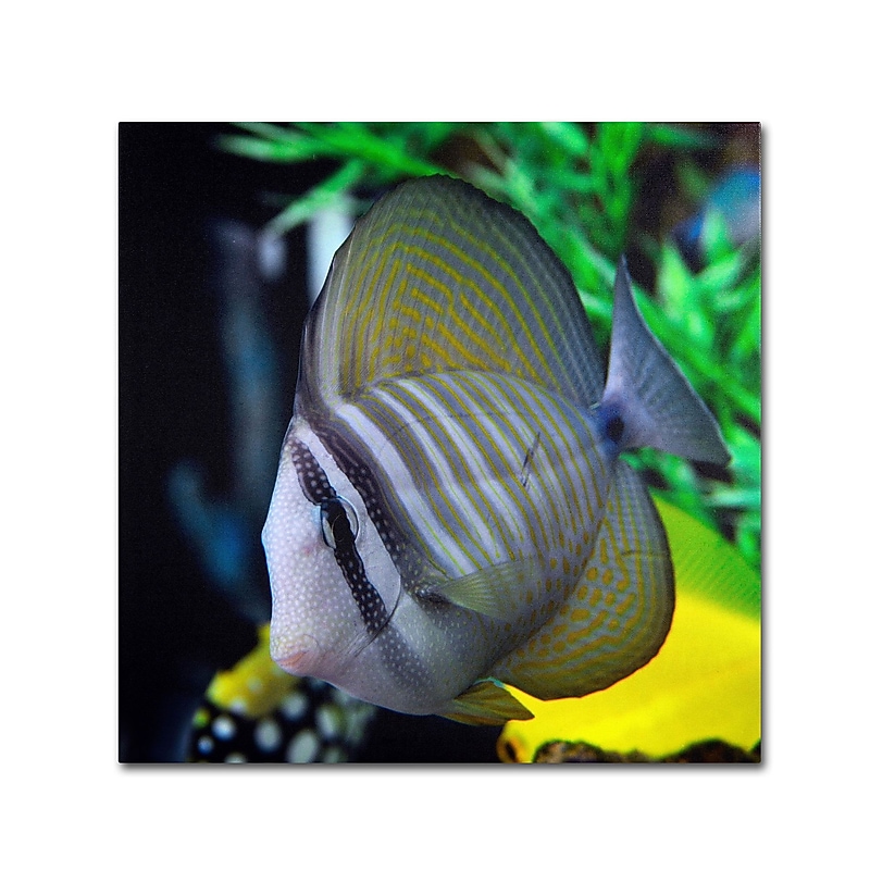 Trademark Kurt Shaffer "Tropical Fish 2" Gallery-Wrapped Canvas Art, 24" x 24" image 1