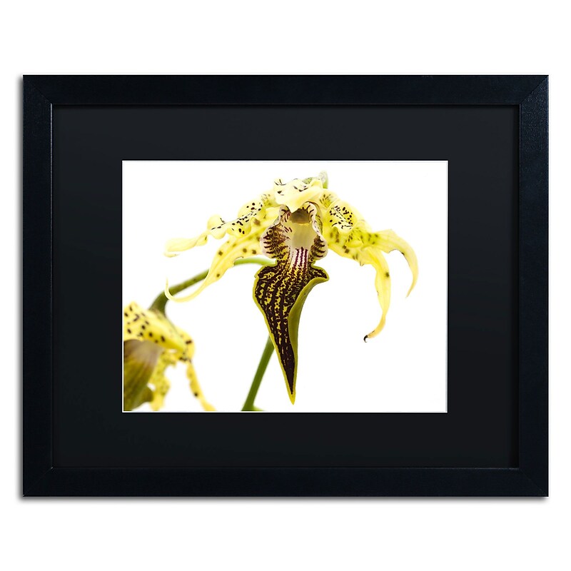 Trademark Kurt Shaffer "Wild Looking Orchid" Art, Black Matte With Black Frame, 16" x 20" image 1