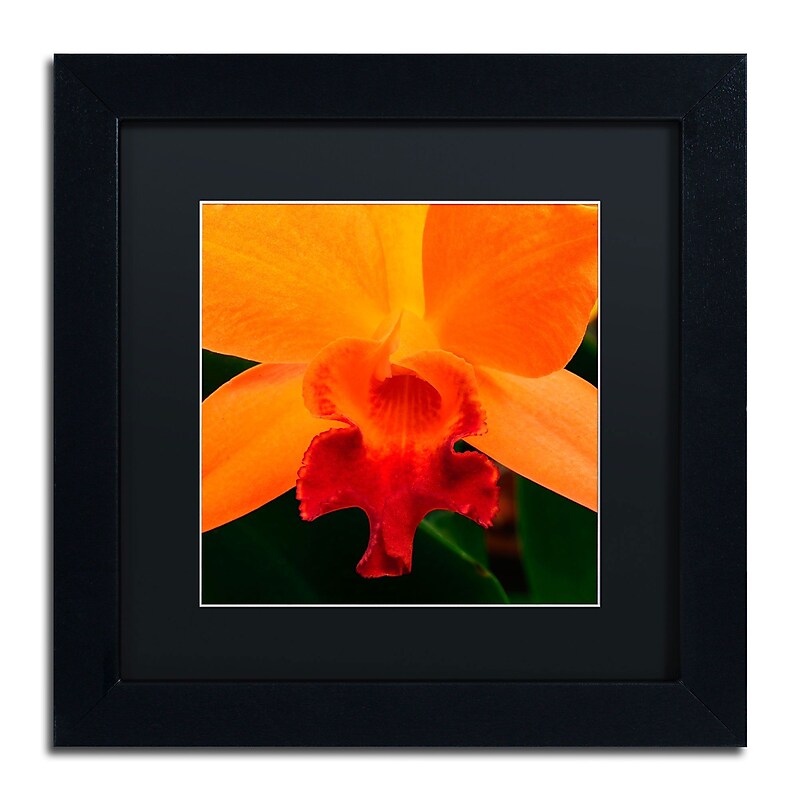 Trademark Kurt Shaffer "Brilliant Orchid on Fire" Art, Black Matte With Black Frame, 11" x 11" image 1