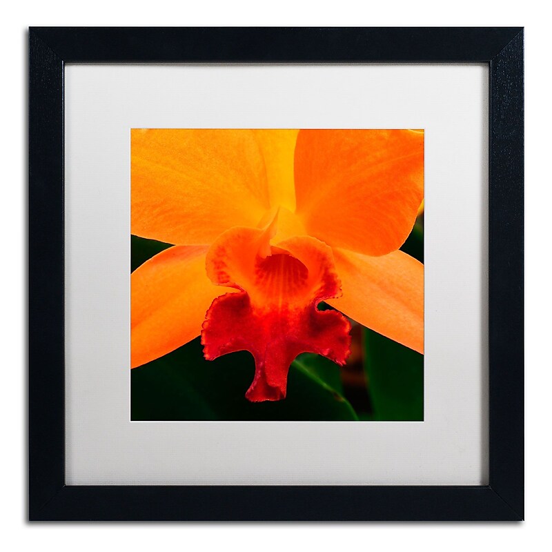 Trademark Kurt Shaffer "Brilliant Orchid on Fire" Art, White Matte With Black Frame, 16" x 16" image 1