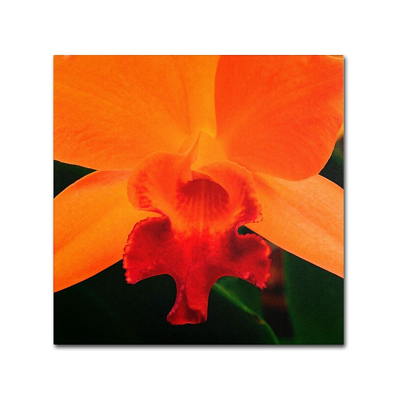 Trademark Kurt Shaffer "Brilliant Orchid on Fire" Gallery-Wrapped Canvas Art, 35" x 35" image 1