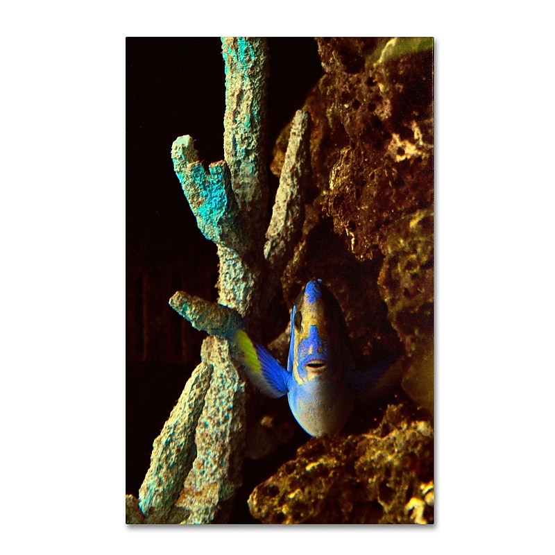 Trademark Kurt Shaffer "Fish in the Rocks" Gallery-Wrapped Canvas Art, 16" x 24" image 1