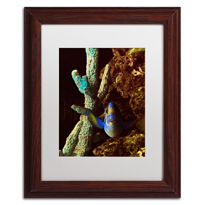Trademark Kurt Shaffer "Fish in the Rocks" Art, White Matte With Wood Frame, 11" x 14" image 1