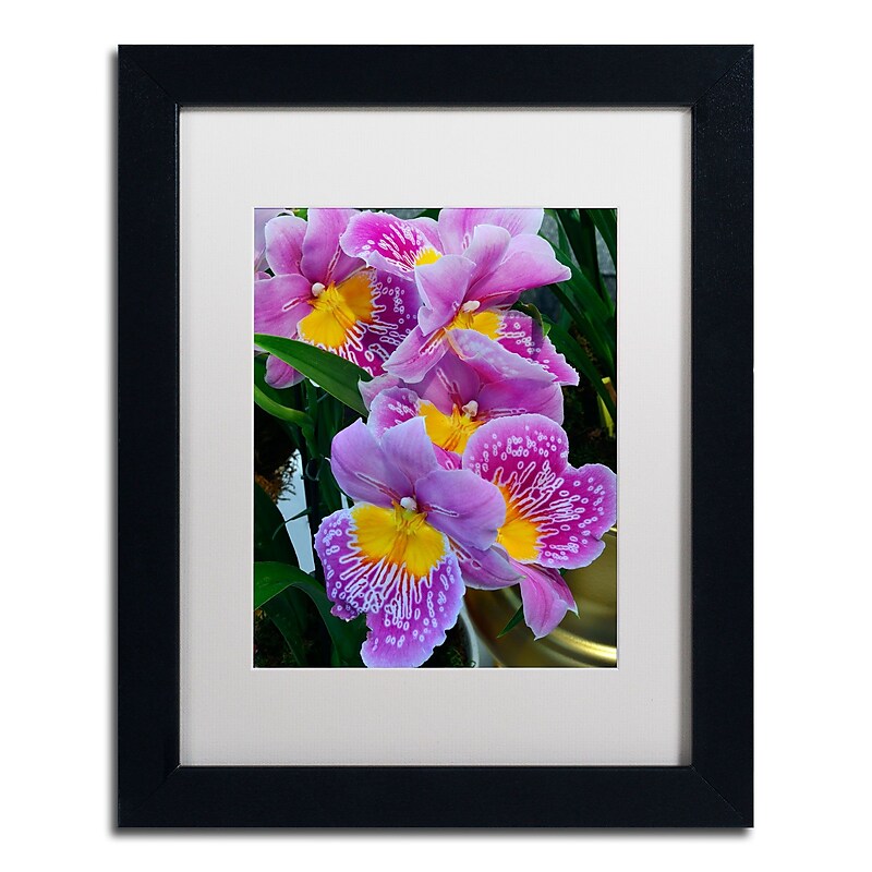 Trademark Kurt Shaffer "Happy Orchids" Art, White Matte With Black Frame, 11" x 14" image 1