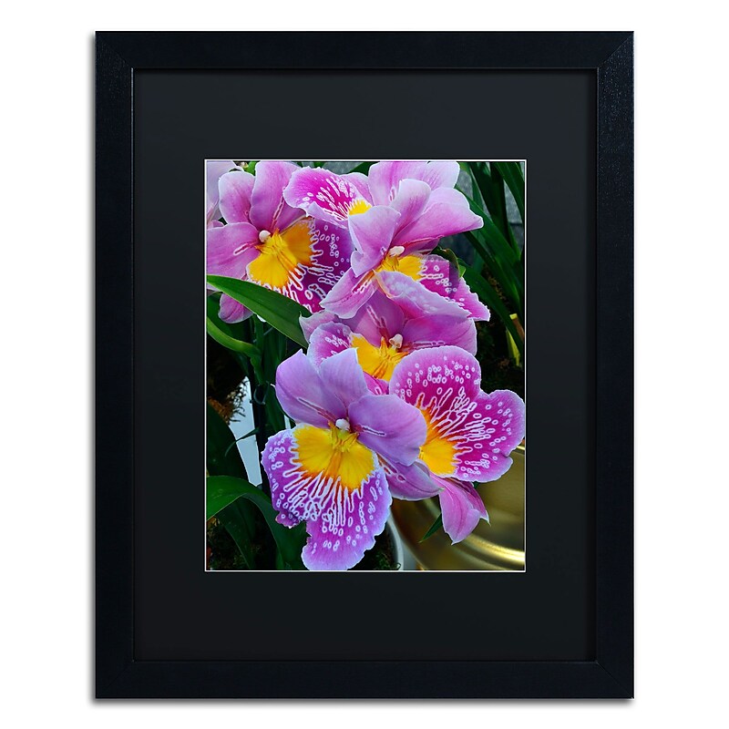 Trademark Kurt Shaffer "Happy Orchids" Art, Black Matte With Black Frame, 16" x 20" image 1