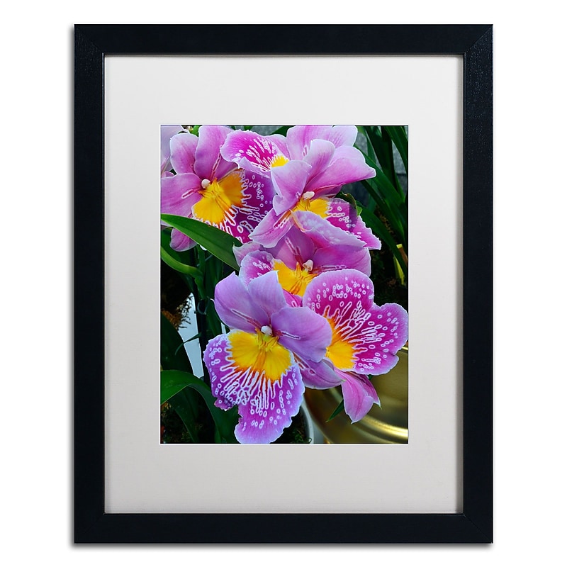 Trademark Kurt Shaffer "Happy Orchids" Art, White Matte With Black Frame, 16" x 20" image 1