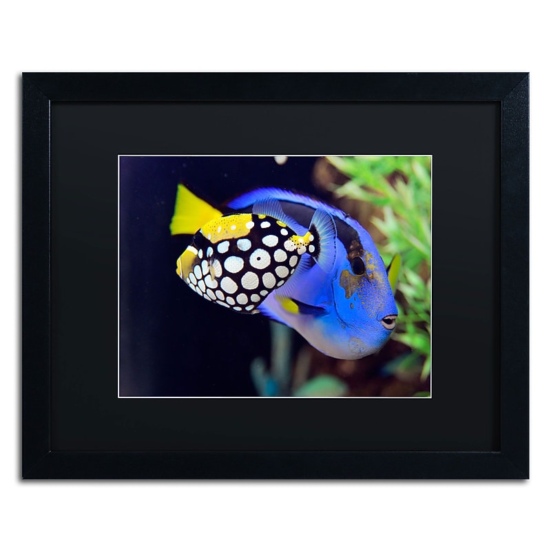 Trademark Kurt Shaffer "Colorful Tropical Fish" Art, Black Matte With Black Frame, 16" x 20" image 1