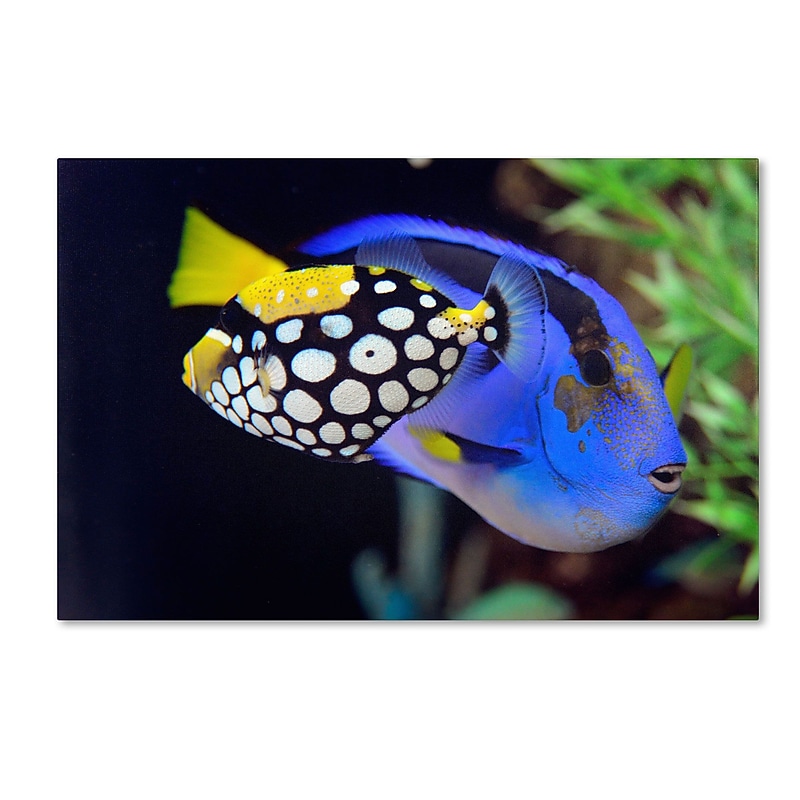 Trademark Kurt Shaffer "Colorful Tropical Fish" Gallery-Wrapped Canvas Art, 12" x 19" image 1